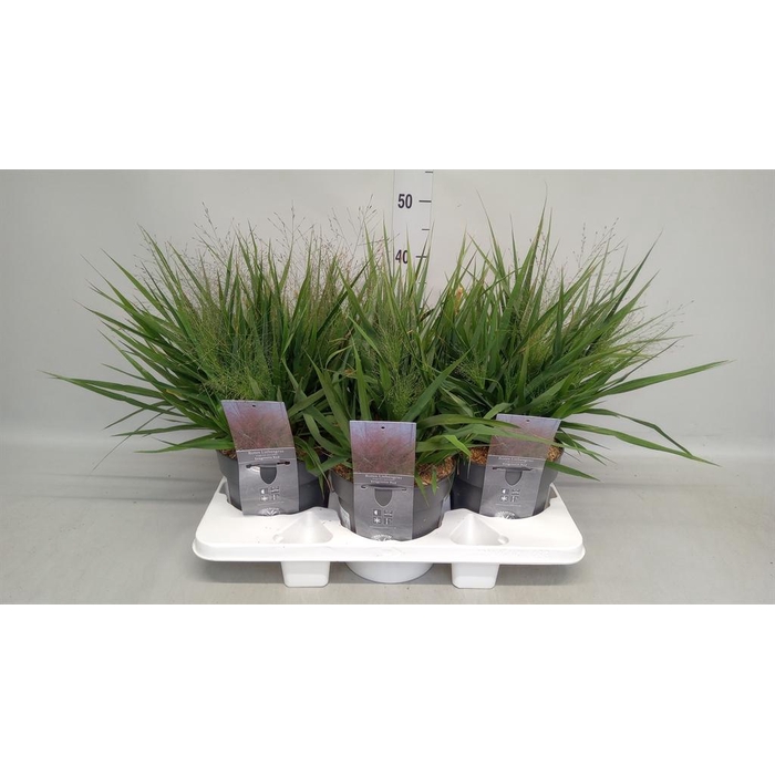 <h4>Eragrostis elliottii</h4>