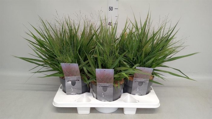 <h4>Eragrostis elliottii</h4>