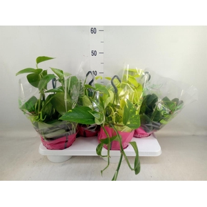 Epipremnum pinn.   HG  ...mix