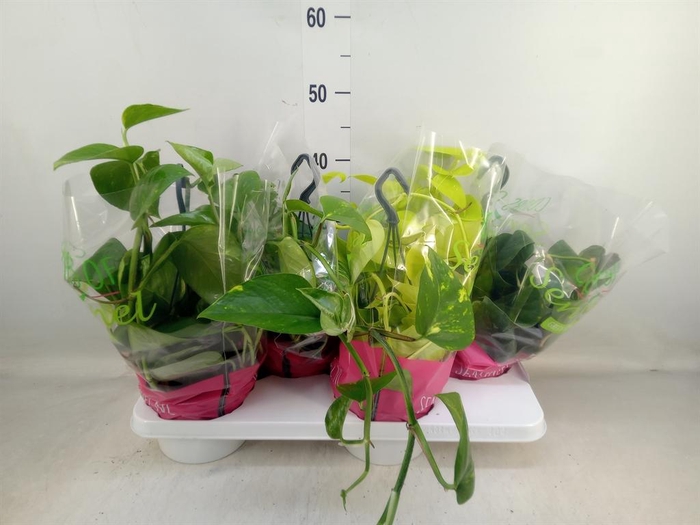 <h4>Epipremnum pinn.   HG  ...mix</h4>