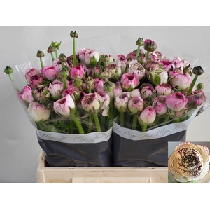 RAN ANDREA CAPPUCCIN