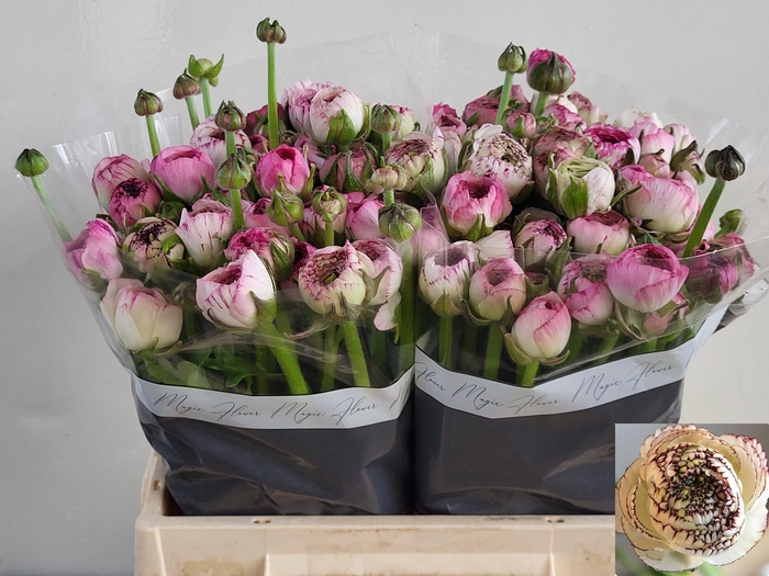 <h4>RAN ANDREA CAPPUCCIN</h4>