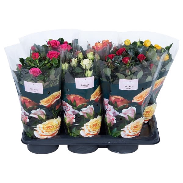 <h4>Nolina Roses Ø 17 cm Mix</h4>