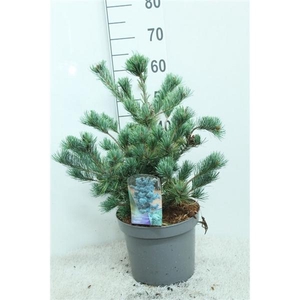 Pinus parv. 'Negishii' P26 potgedrukt