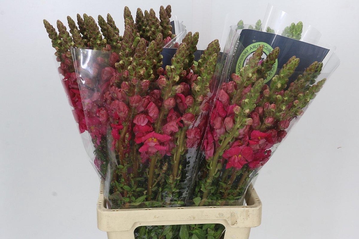 <h4>Antirrhinum Potomac Cherry Pink</h4>