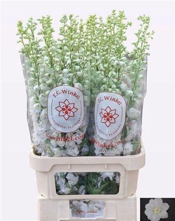 <h4>Delph Du Aurora White</h4>