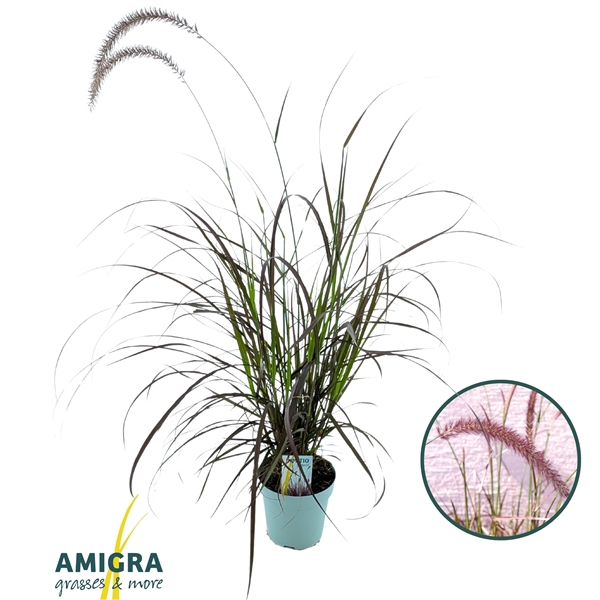 <h4>Pennisetum advena'Rubrum'</h4>