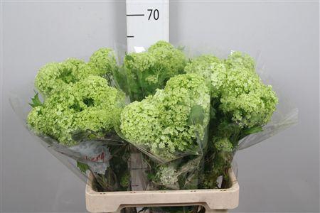 <h4>Viburnum Roseum St 1/2+</h4>