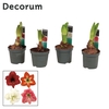 Hippeastrum Kolibri Mix 2 Knop (Decorum)