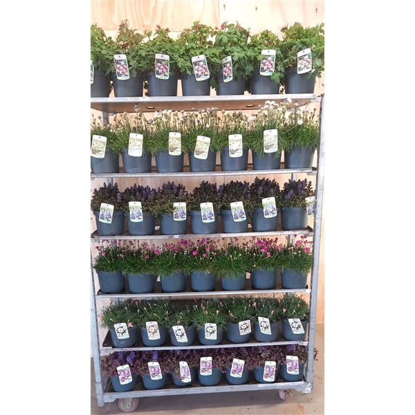 <h4>vaste planten gemengd</h4>