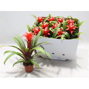 Guzmania Confetti 9Ø 25cm