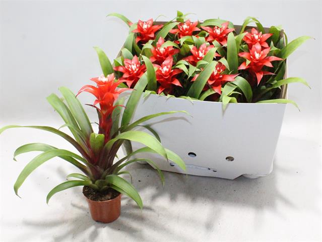 Guzmania Confetti 9Ø 25cm