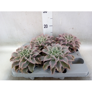 Echeveria   ...