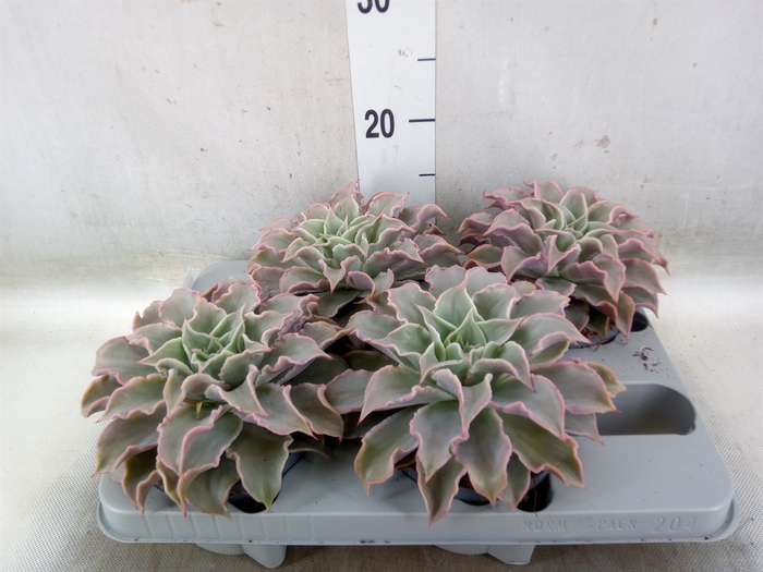 <h4>Echeveria   ...</h4>