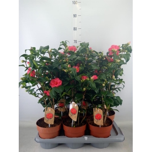 Camellia reticulata 'Mary Williams'