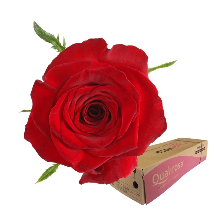 <h4>R Gr Monte Carlo -in box</h4>