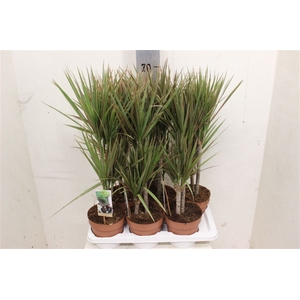 Dracaena Bicolor 30-15