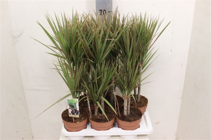 <h4>Dracaena Bicolor 30-15</h4>