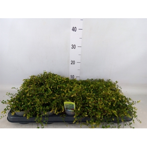 Muehlenbeckia com. 'Mao'ri'