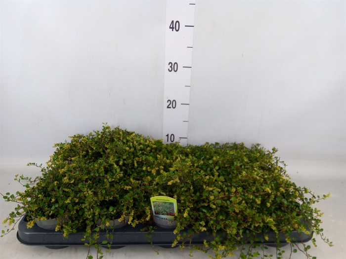 <h4>Muehlenbeckia com. 'Mao'ri'</h4>