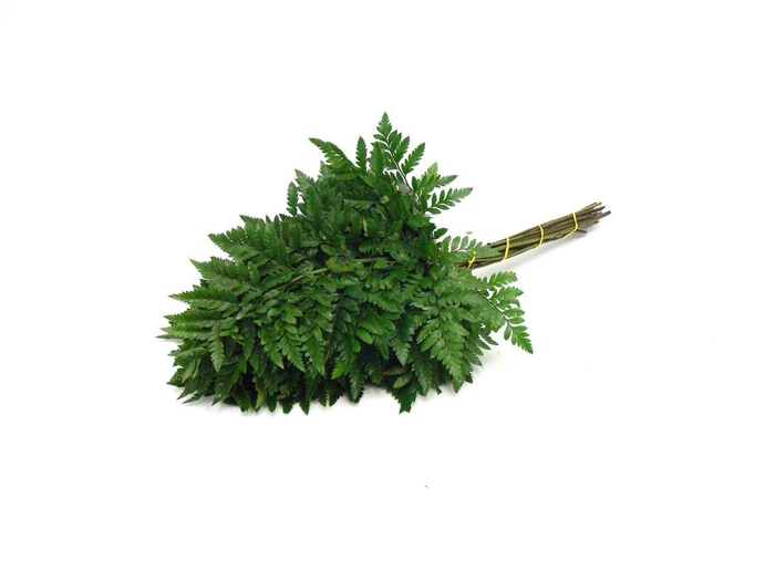 <h4>Lederv. Small</h4>