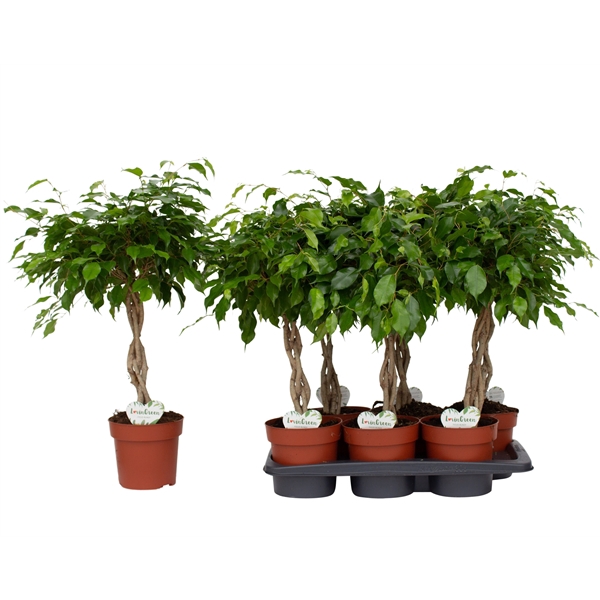 <h4>Ficus Bundy</h4>