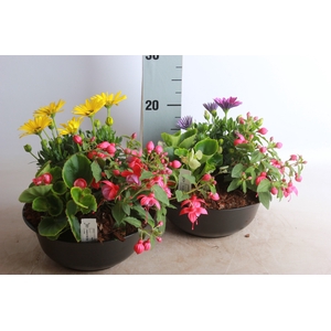 ARR TUINPLANTEN