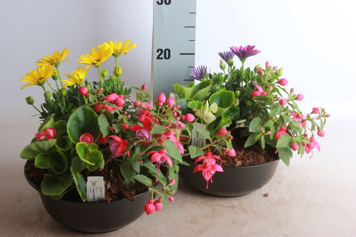 <h4>ARR TUINPLANTEN</h4>