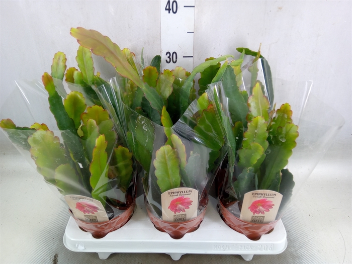 <h4>Epiphyllum   ...</h4>