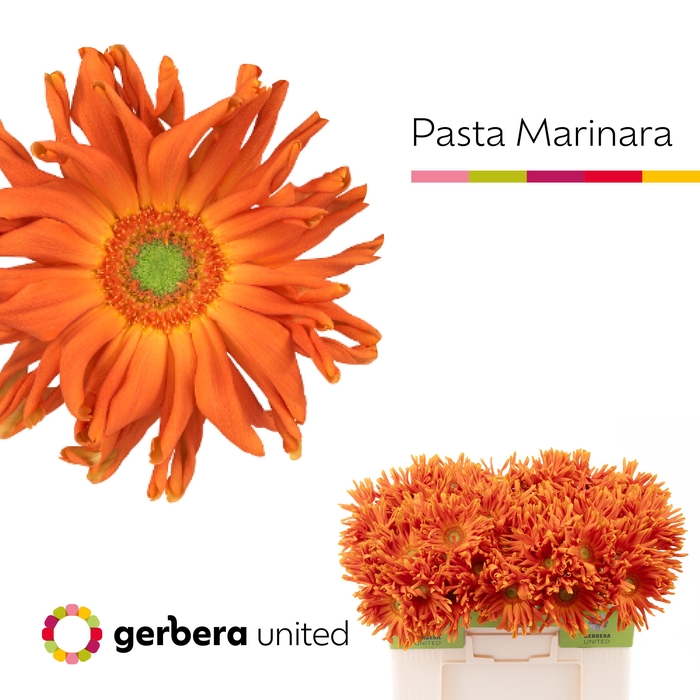 <h4>Gerbera Pasta Marinara Water</h4>