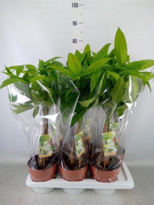 <h4>Pachira aquatica</h4>