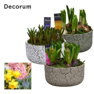 Bollenmix Daisy Bowl HL15973B