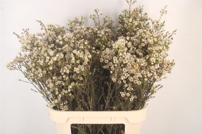 <h4>Chamelaucium Ella</h4>