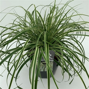 Carex 'Evercream'