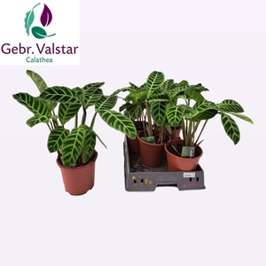 CALAT ZEBRINA