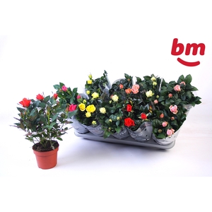 RO B MONDE GEM 6 SRT