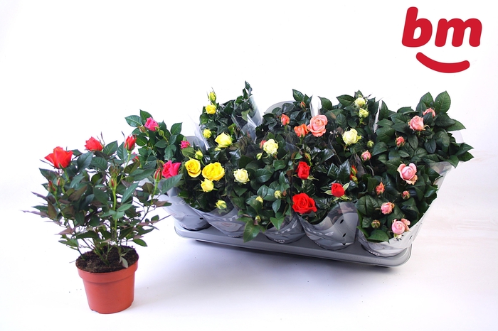 <h4>RO B MONDE GEM 6 SRT</h4>