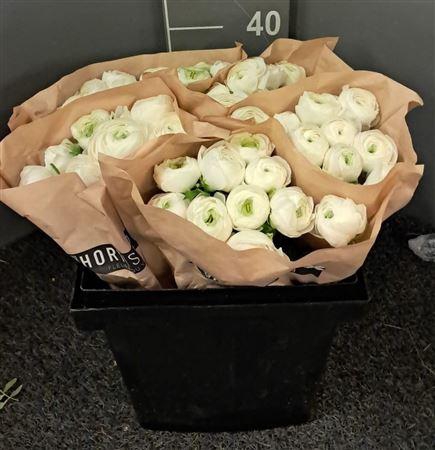 <h4>Ran Eleg Sup White</h4>