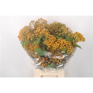 Pitto Rombifolia Orange Per Bunch