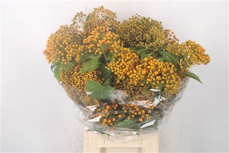 <h4>Pitto Rombifolia Orange Per Bunch</h4>