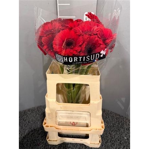 Ge Mi Red Ruby Rosso