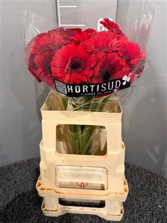 Ge Mi Red Ruby Rosso