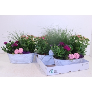 ARR TUINPLANTEN