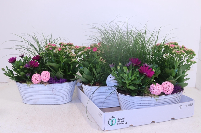 <h4>ARR TUINPLANTEN</h4>