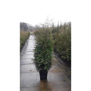 Thuja occidentalis 'Brabant'