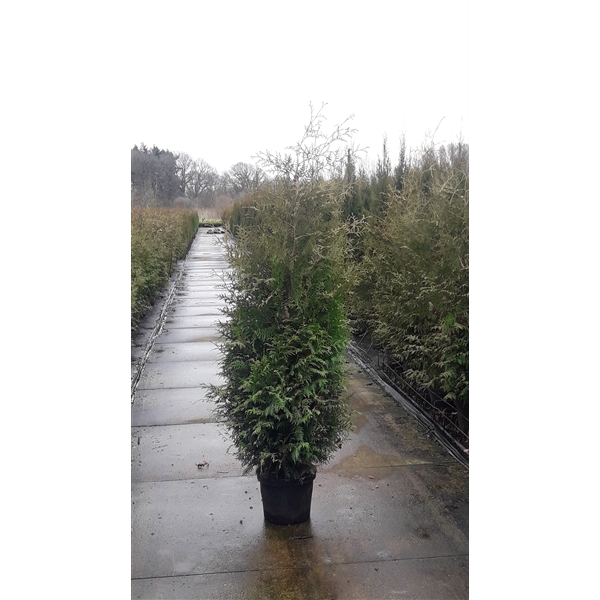 <h4>Thuja occidentalis 'Brabant'</h4>