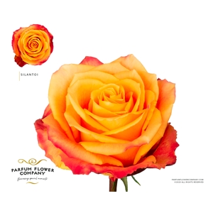 Rosa Premium Silantoi
