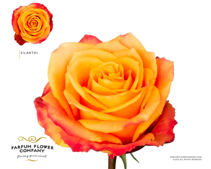 <h4>Rosa Premium Silantoi</h4>