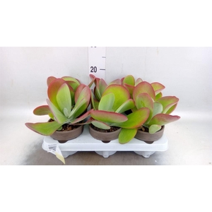 Kalanchoe NF thyrsiflora