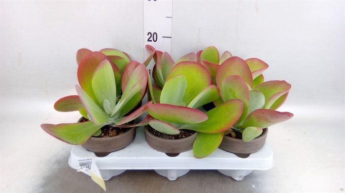 <h4>Kalanchoe NF thyrsiflora</h4>